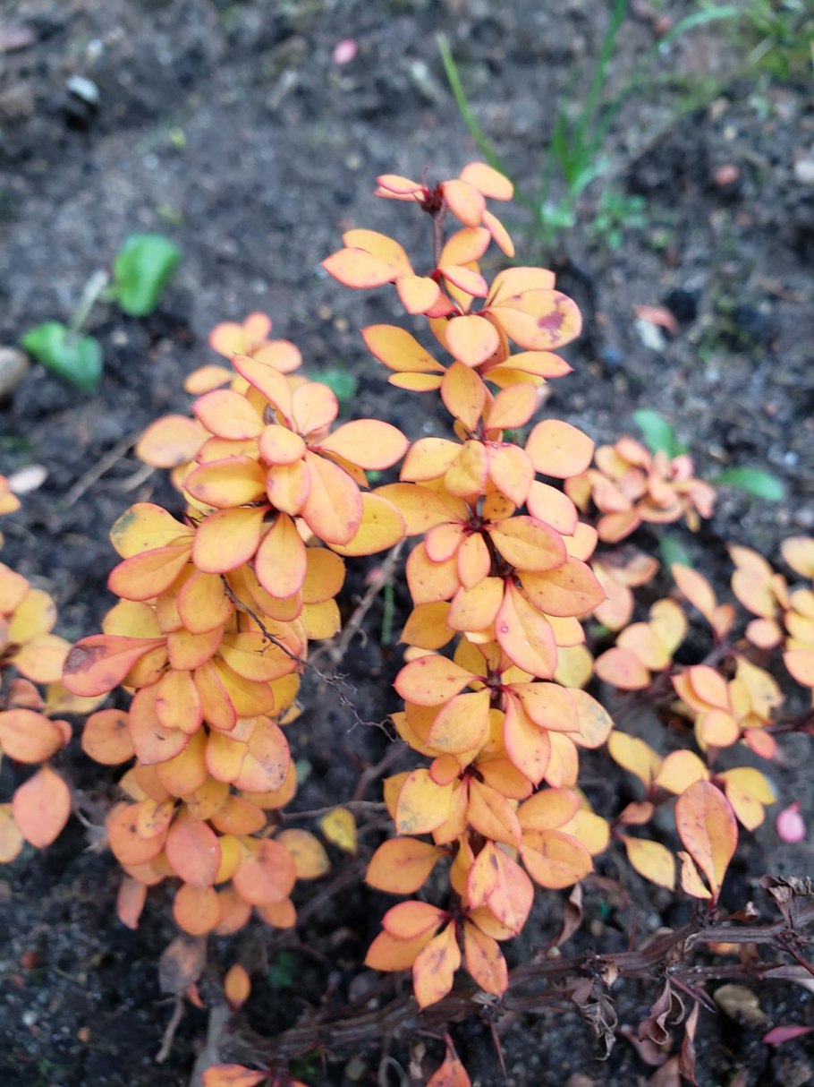 Барбарис монетчатый