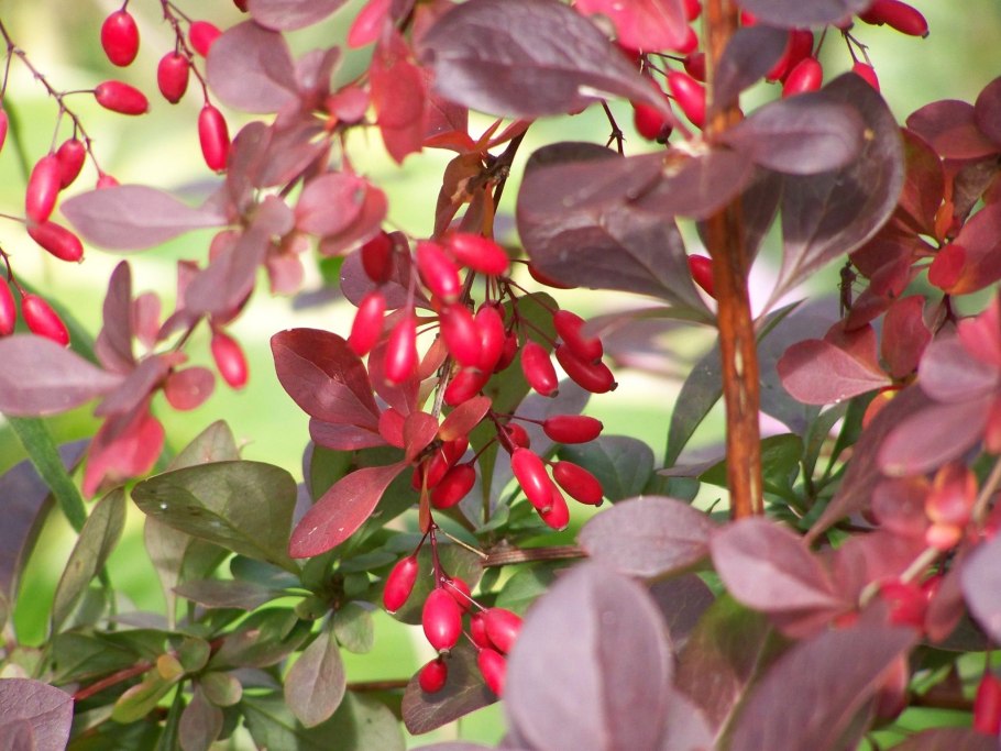 Барбарис Тунберга Атропурпуреа осенью