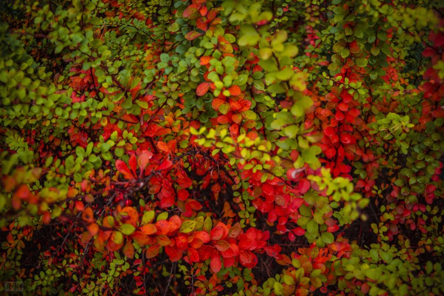 Листопадный барбарис