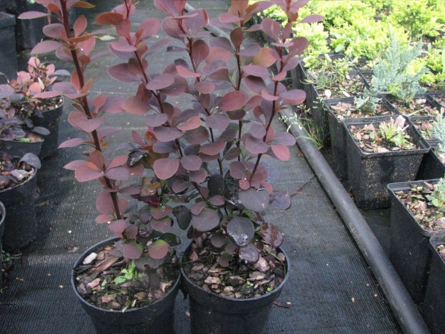 Барбарис Зибольда