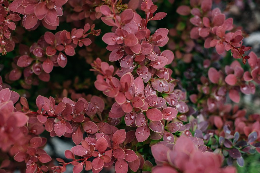 Барбарис цветет