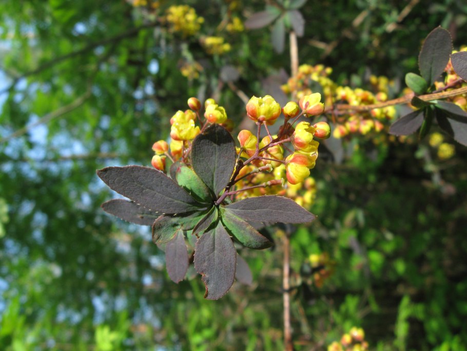 Барбарис Тунберга побег