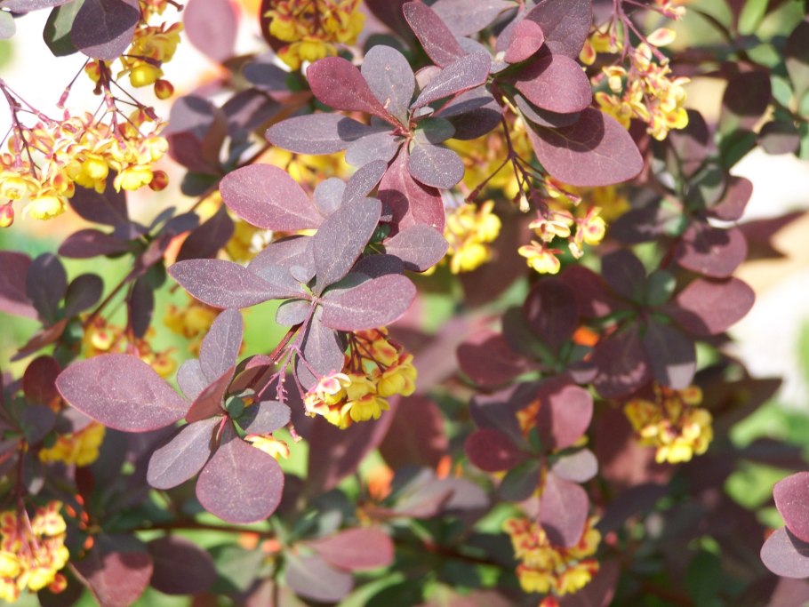 Барбарис дартс ред леди