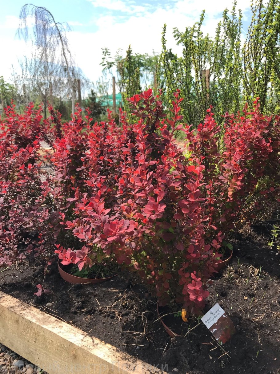 Барбарис Тунберга шоколад саммер