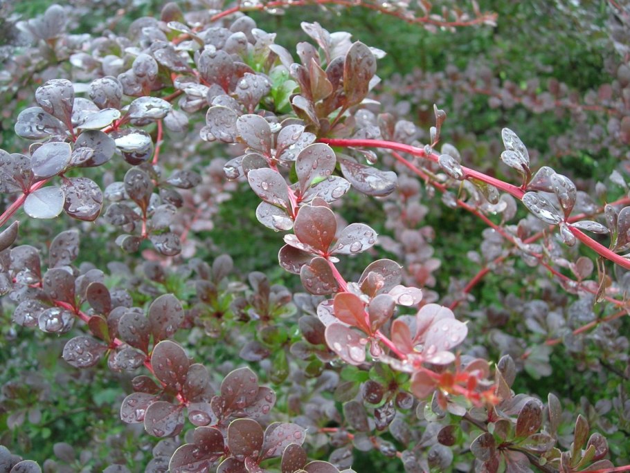 Барбарис Тунберга Atropurpurea