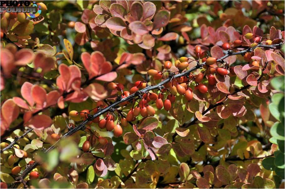 Барбарис обыкновенный колючки