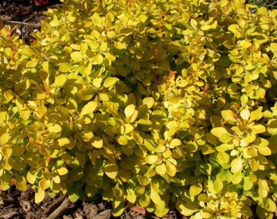 Барбарис тунберга бонанза