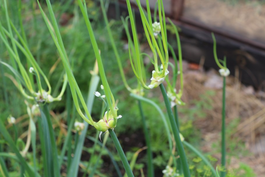 Цибуля слизун