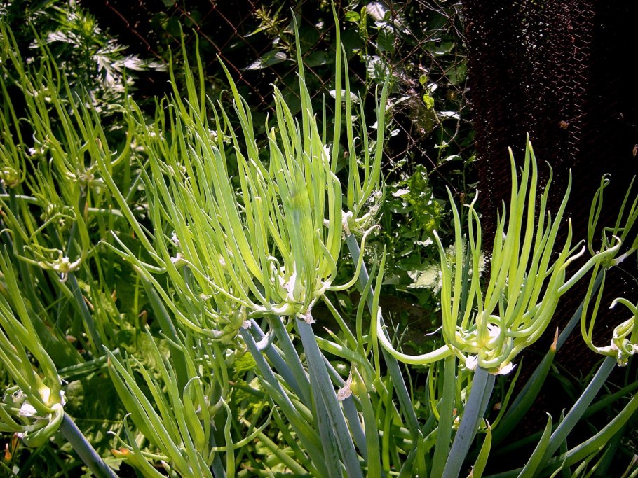 Лук шнитт (Allium schoenoprasum)