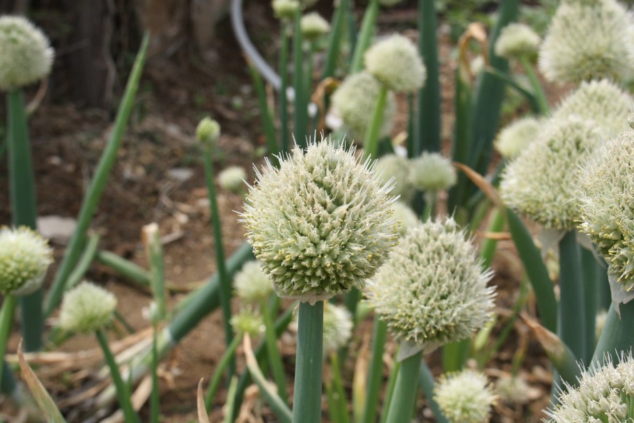 Лук круглый (Allium rotundum)
