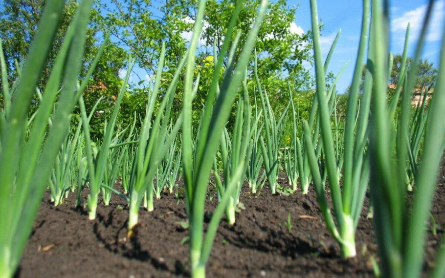 Лук шнитт (Allium schoenoprasum)