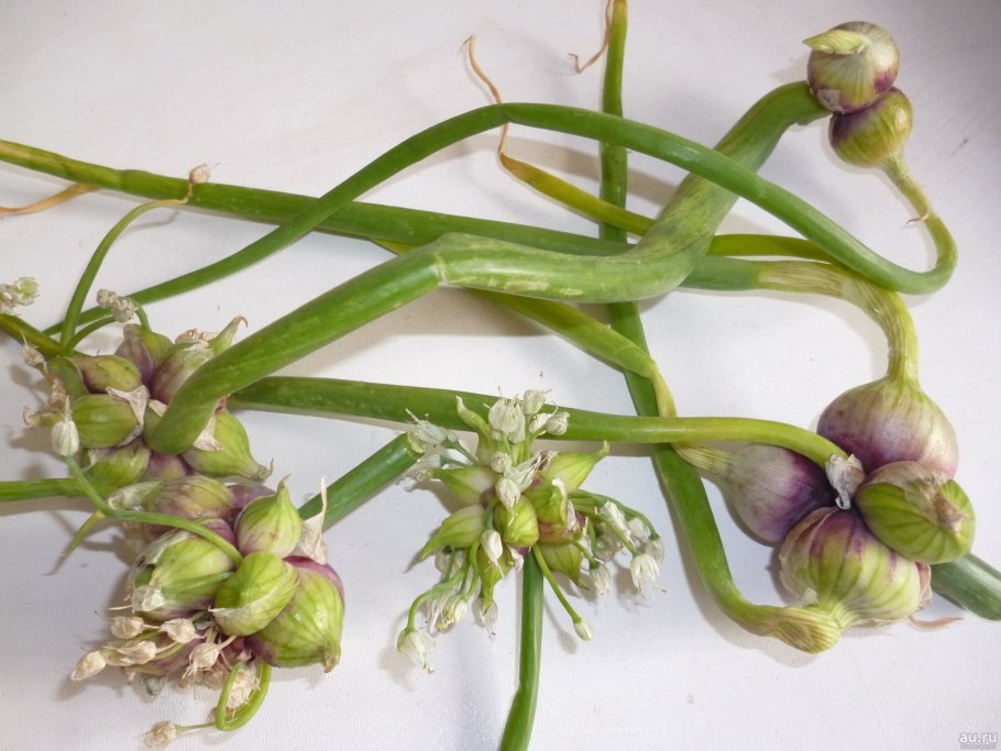 Лук многоярусный