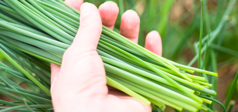 Лук шнитт (лук скорода)