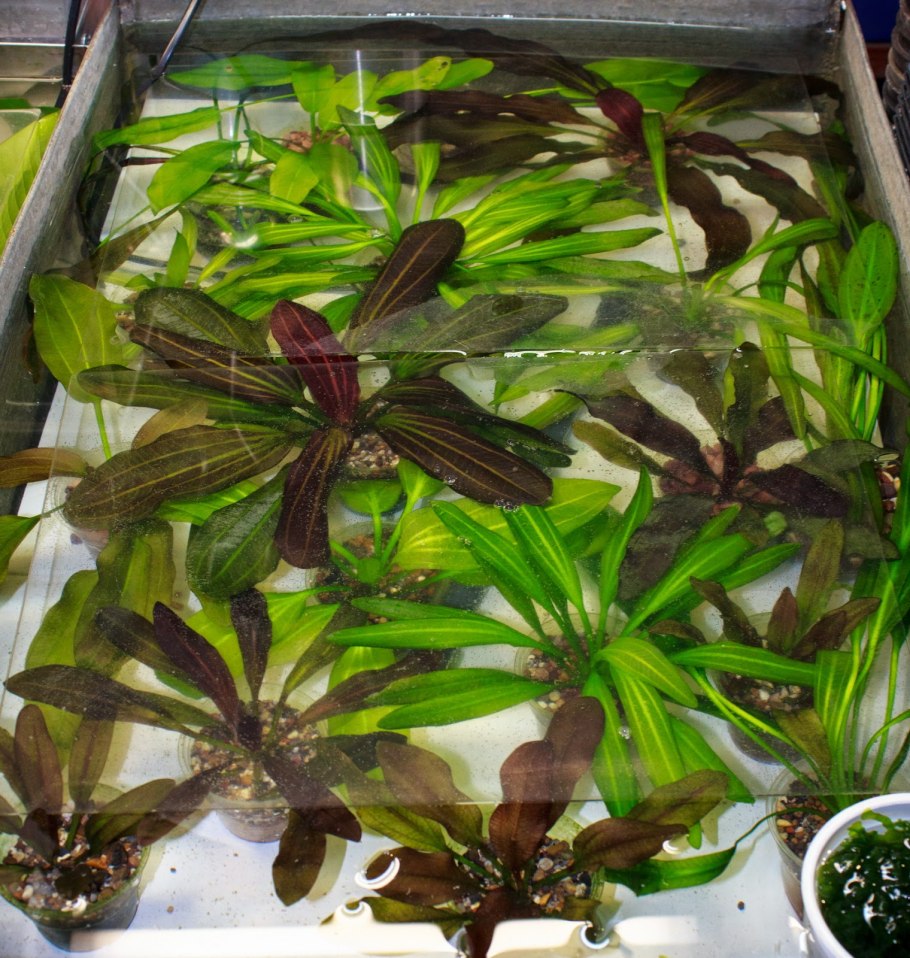 Анубиас разнолистный (Anubias heterophylla)