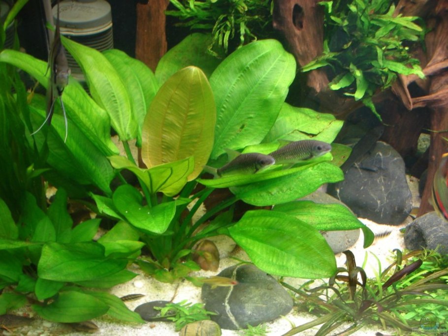 Эхинодорус амазонский (Echinodorus amazonicus)
