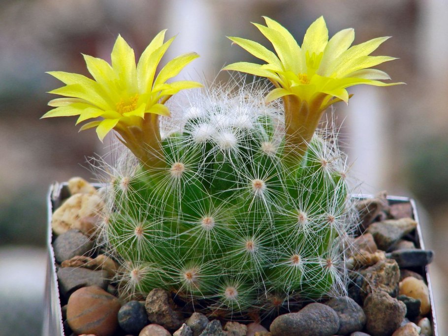 Кактус Маммиллярия Cactaceae