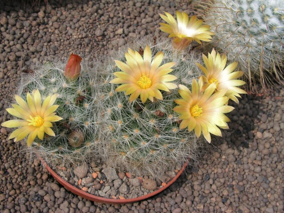 Цветущие маммилярии Баума