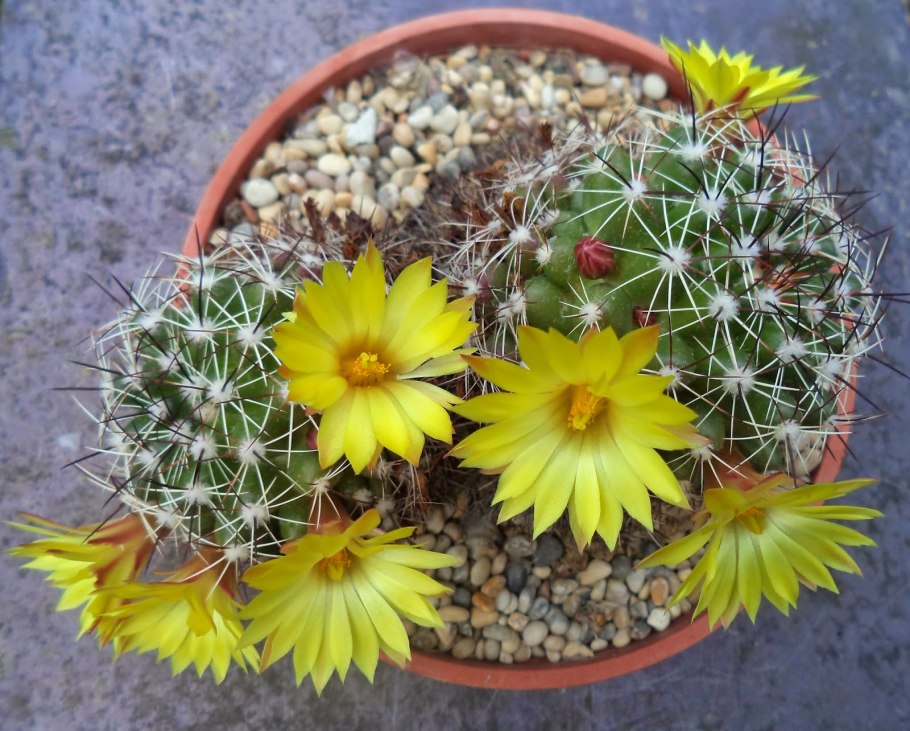 Кактус Маммиллярия Cactaceae