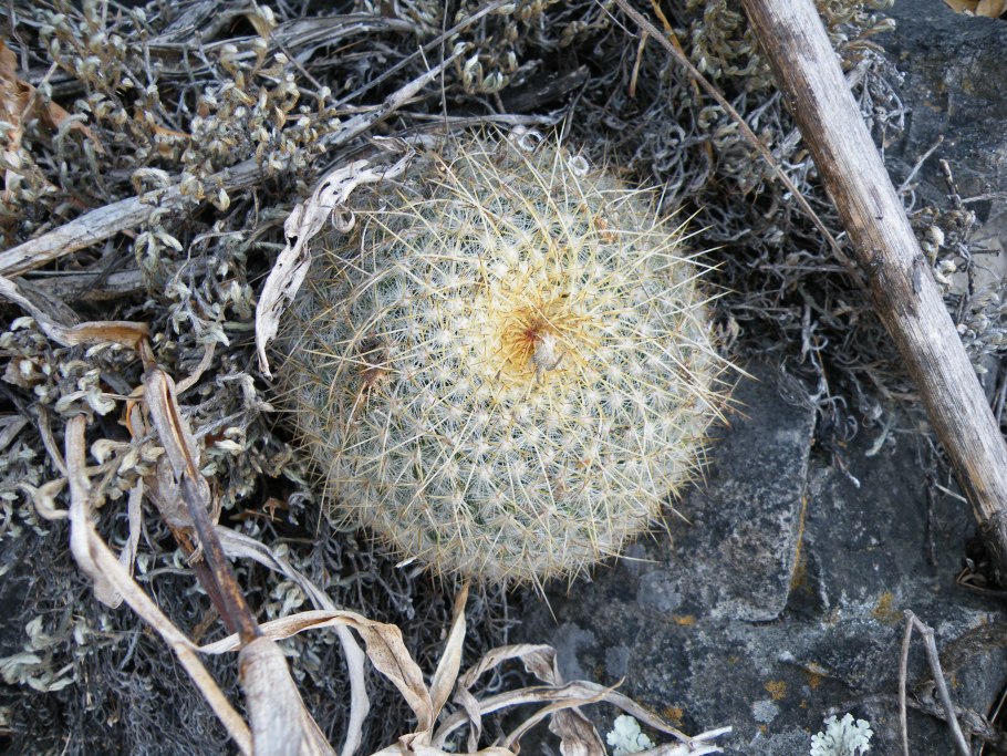 Mammillaria muehlenpfordtii