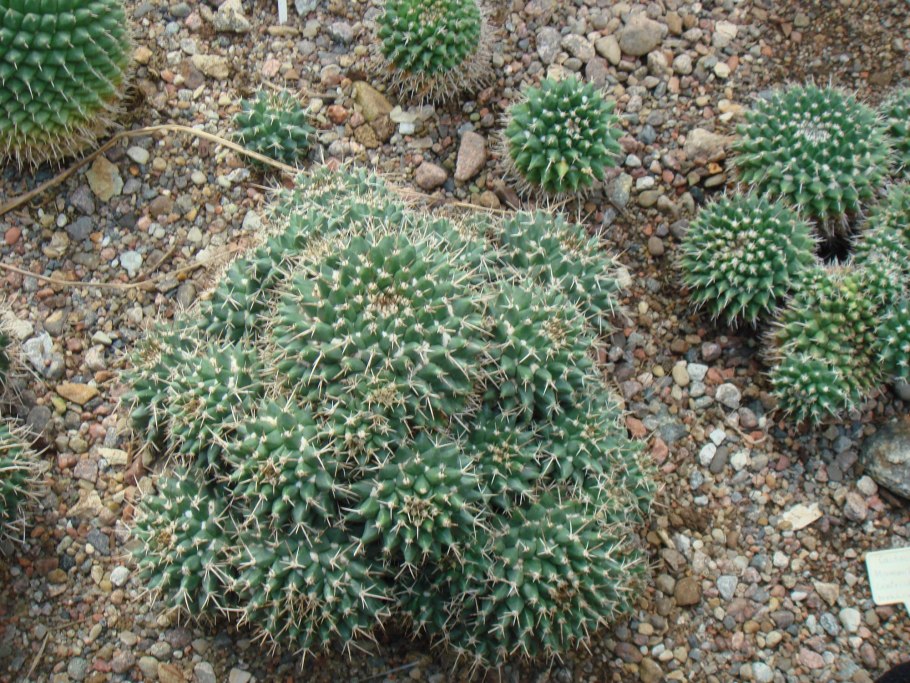 Mammillaria magnimamma
