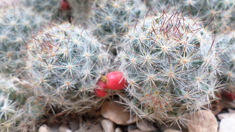 Маммиллярия бомбицина