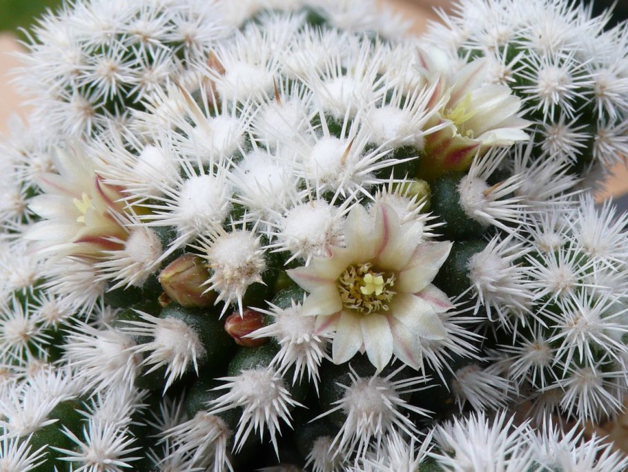 Кактус Маммиллярия Баума