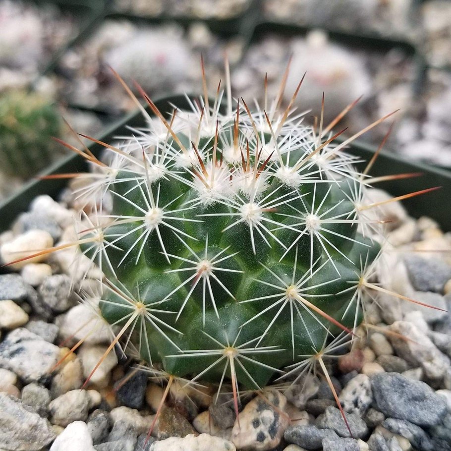 Gymnocactus viereckii