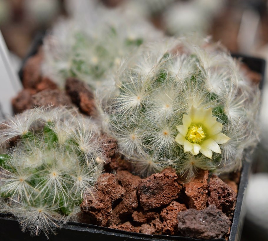 Маммиллярия плюмоза