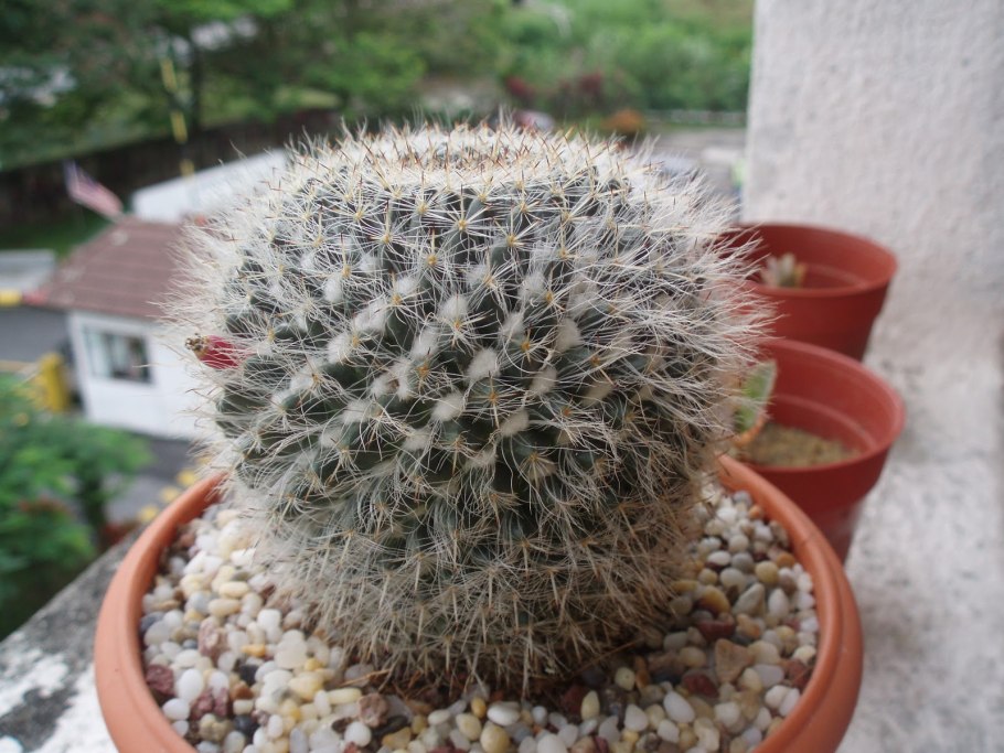 Маммиллярия длиннососочковая