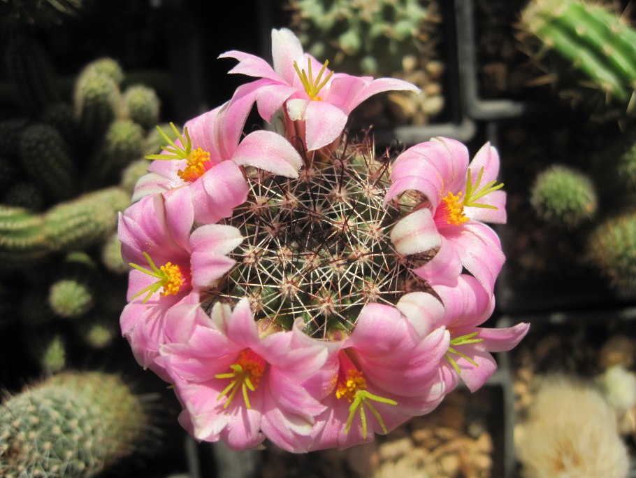Mammillaria jaliscana