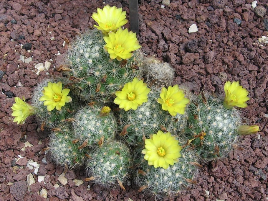 Кактус Маммиллярия Cactaceae