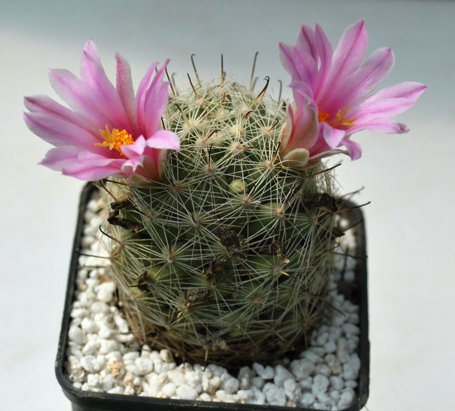 Маммиллярия хернандези Mammillaria hernandezii