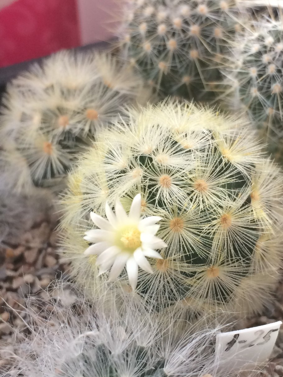 Маммиллярия шидеана