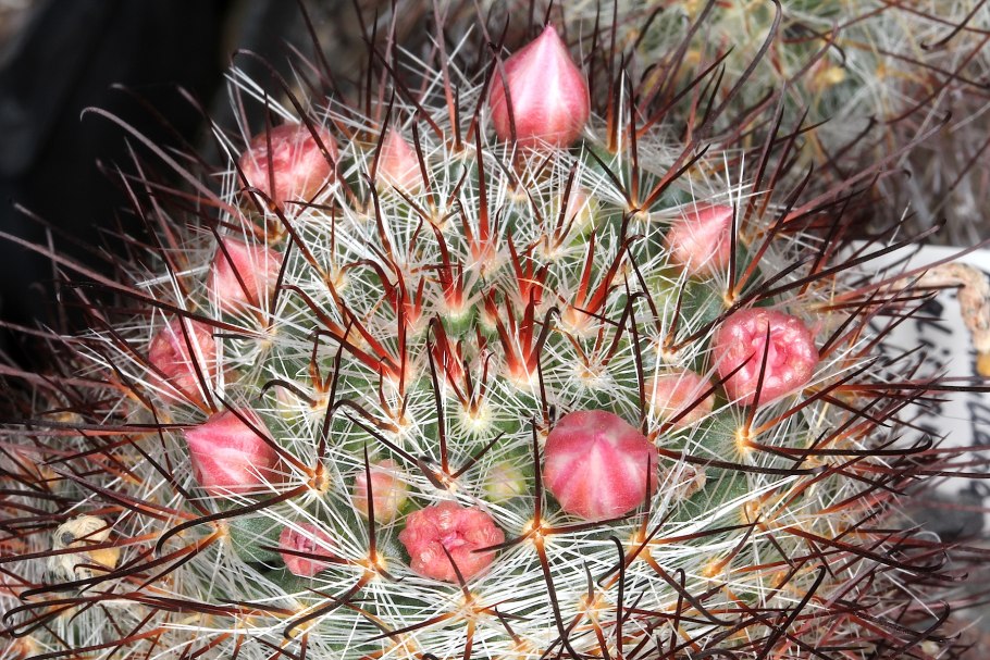 Mammillaria jaliscana
