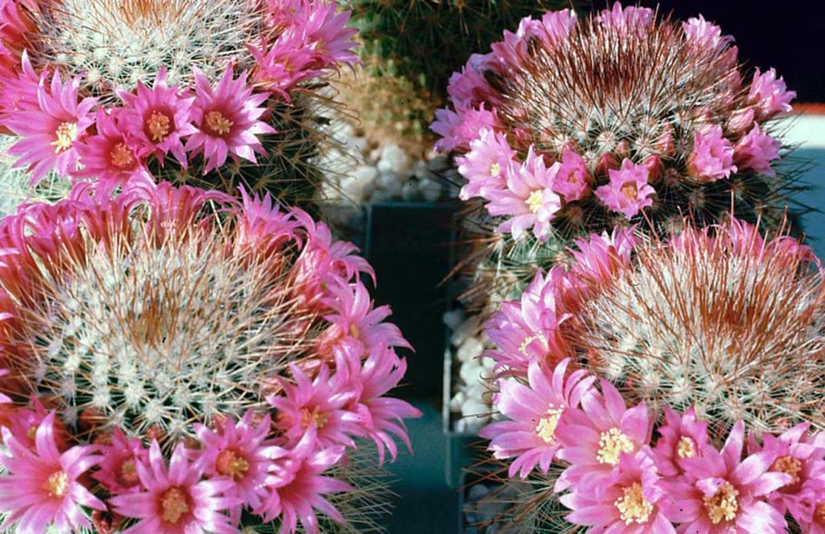 Маммиллярия зейльмана