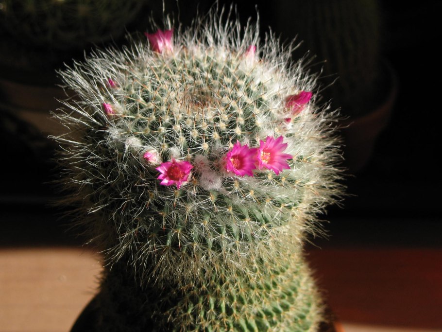 Маммиллярия ханиана