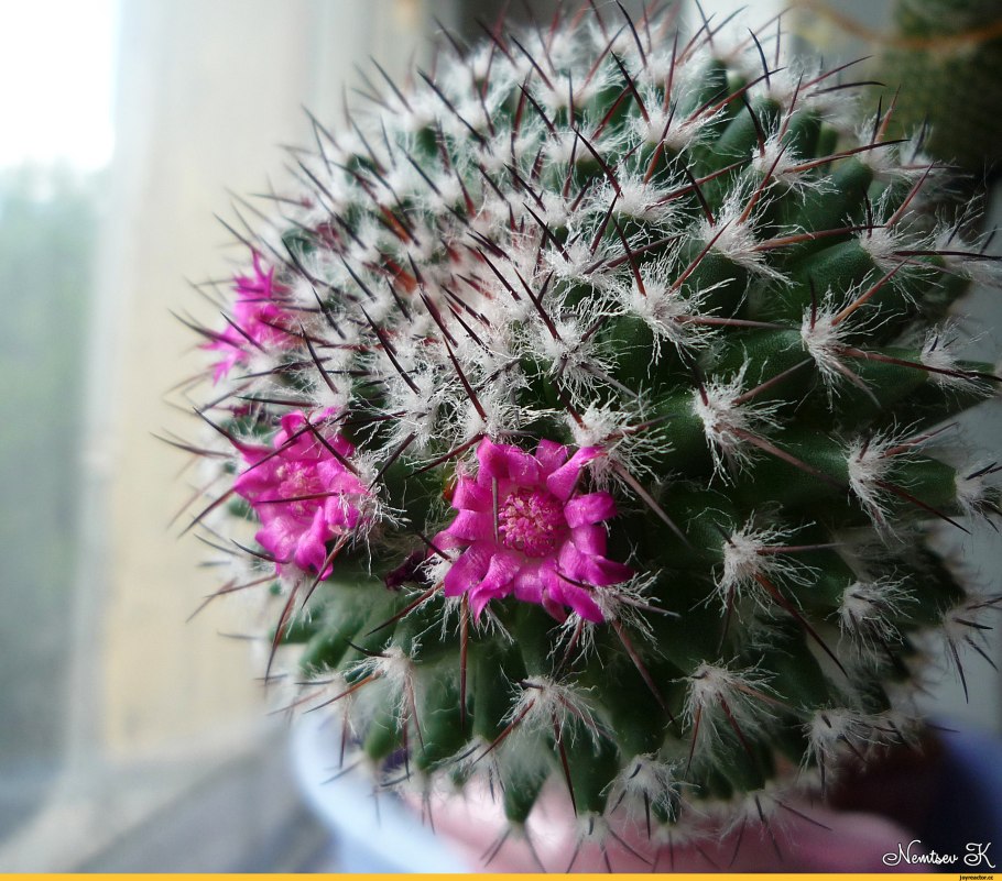 Маммиллярия побегоносная