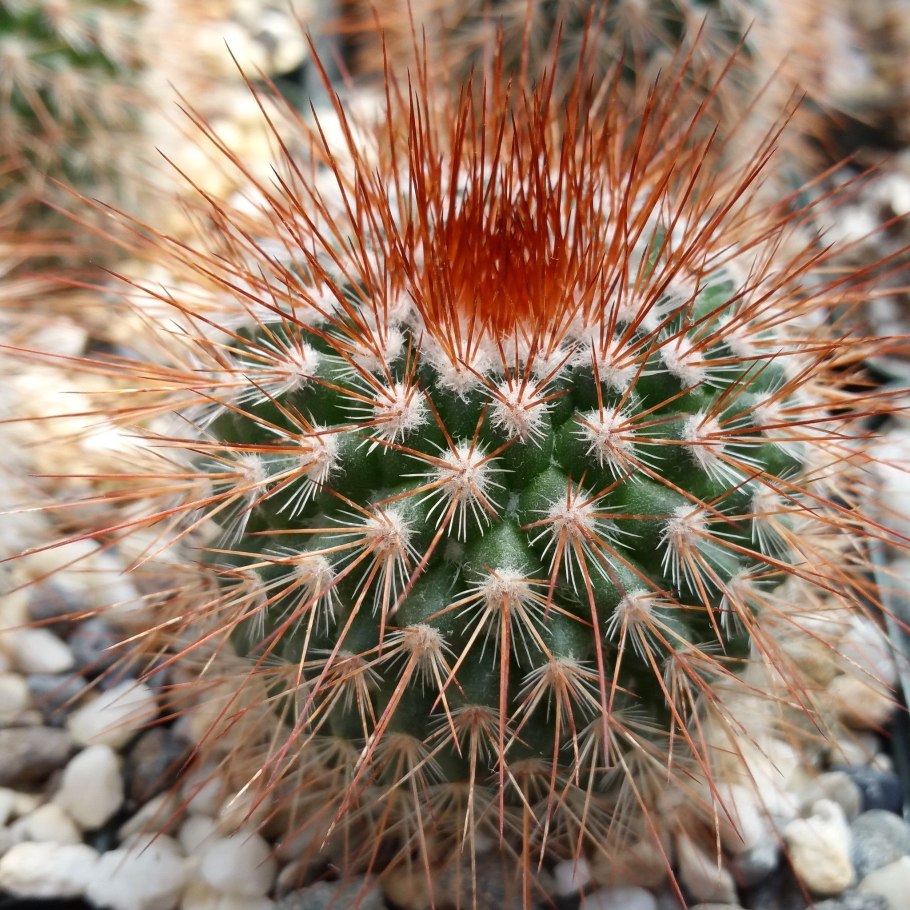 Кактус mammillaria spinosissima
