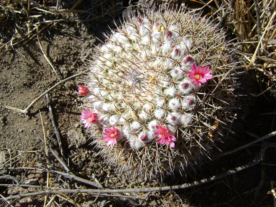 Маммиллярия мёллера