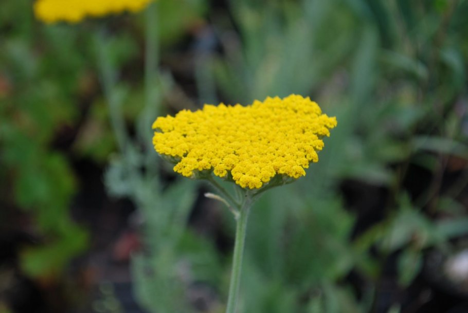 Тысячелистник таволговый (Achillea filipendulina)