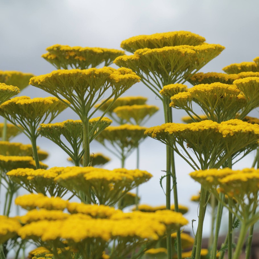 Тысячелистник Achillea Coronation Gold