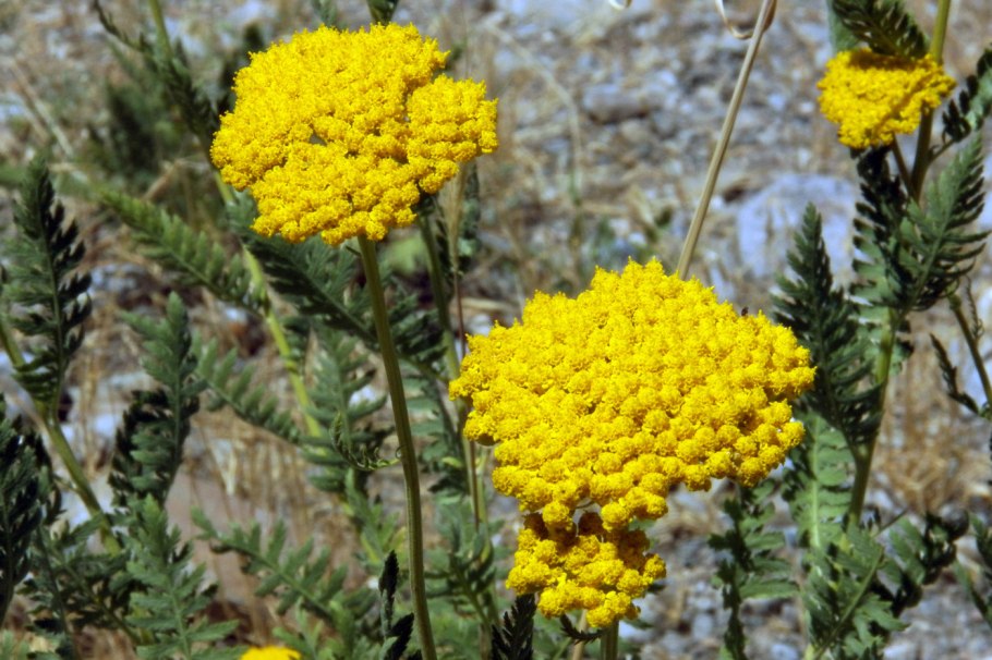Тысячелистник filipendulina
