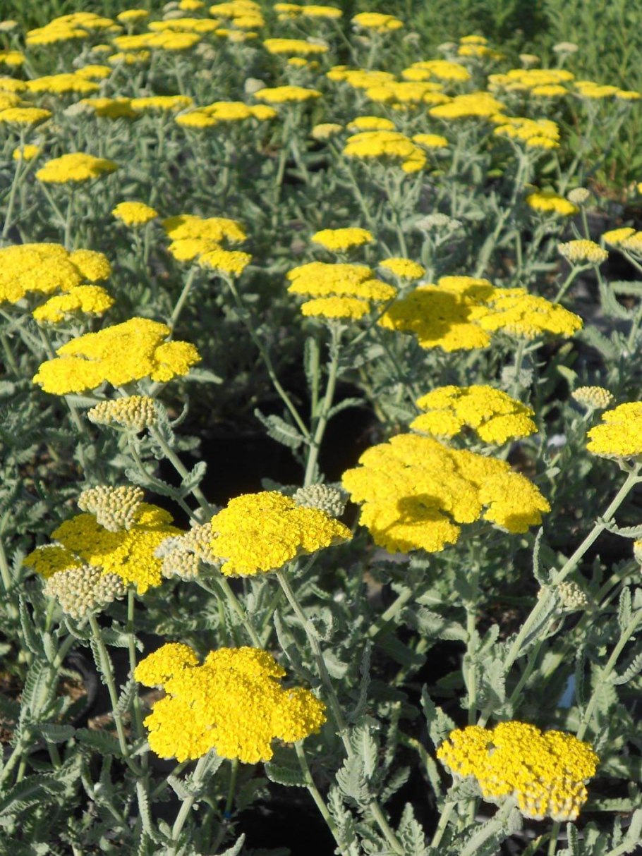 Цветок Achillea filipendulina