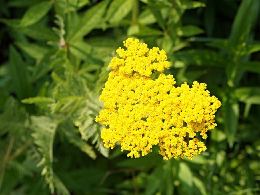 Тысячелистник Achillea moonshine