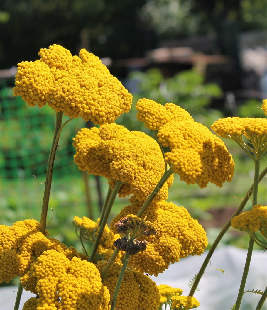 Тысячелистник таволговый (Achillea filipendulina)