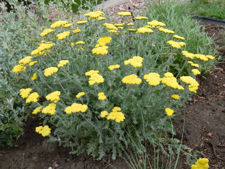 Тысячелистник таволговый Achillea filipendulina Cloth