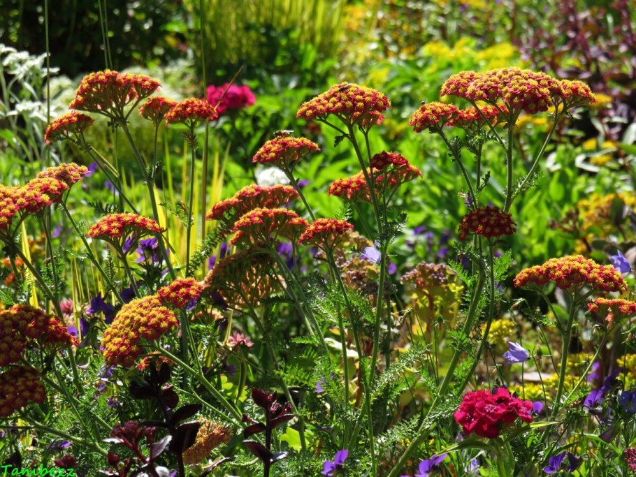 Тысячелистник Achillea Coronation Gold