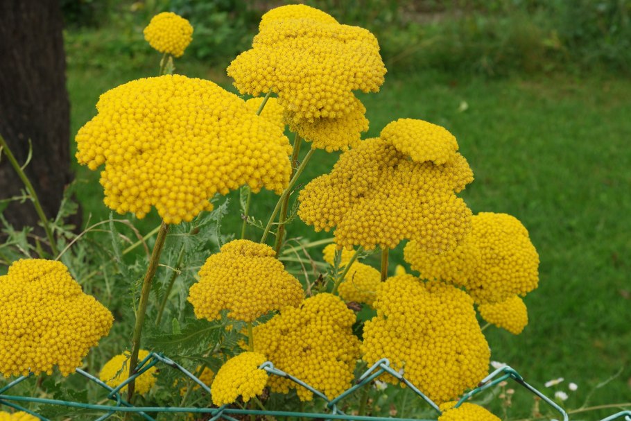 Achillea atrata