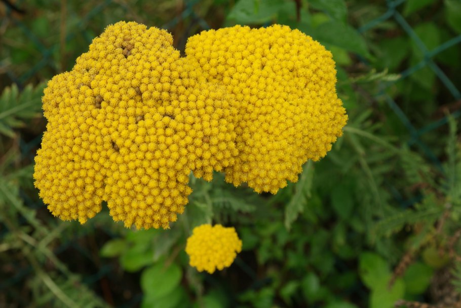 Achillea filipendulina