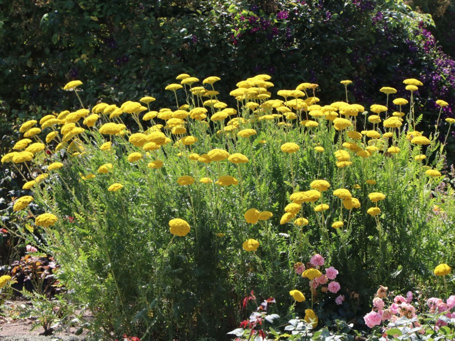 Тысячелистник таволговый (Achillea filipendulina)